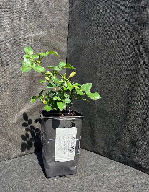 Роза почвопокровная Блан Мейяндекор